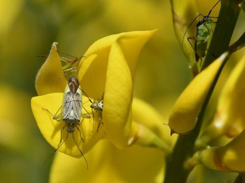 Réf. 228 953 : Closterotomus trivialis